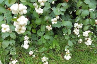 Snowberry (Symphoricarpos albus)