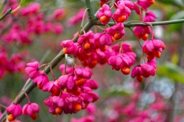 lots of berries on Euonymus europeaus hedging plants