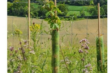 Biodegradable rabbit guards shown on hedging plants in a field, providing protection from pests to young tree and hedge saplings.