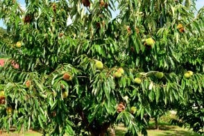 Sweet Chestnut tree saplings (Castanea sativa)