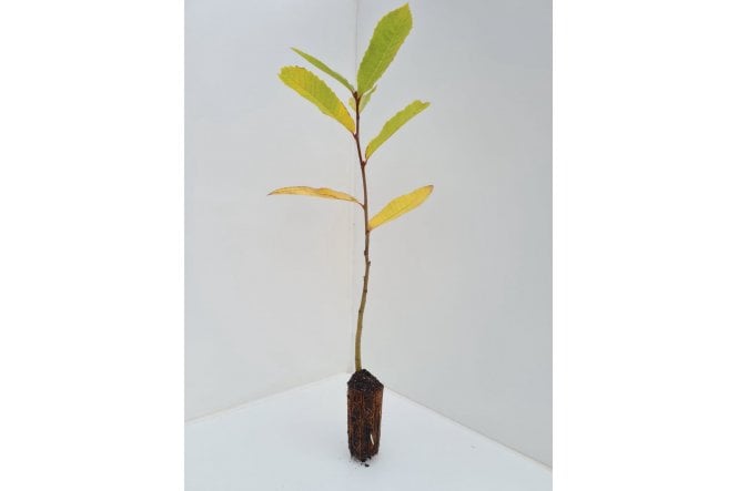 Sweet Chestnut tree saplings - cell grown