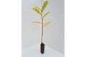 Sweet Chestnut tree saplings - cell grown
