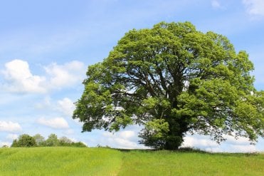 Sycamore tree saplings (Acer pseudoplatanus)