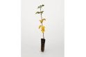 Sycamore tree saplings (Acer pseudoplatanus)