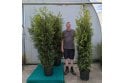Western Red Cedar - 20 litre