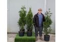 Western Red Cedar - 10 litre