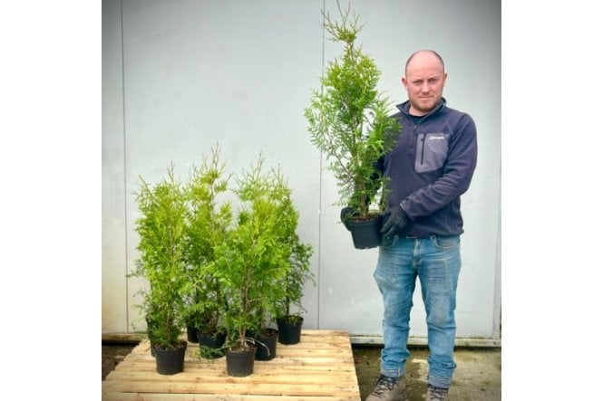 Western Red Cedar - 2 litre