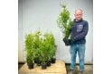 Western Red Cedar - 2 litre