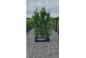 Western Red Cedar - 1m long trough