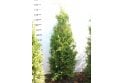 Western Red Cedar - 4 year plant