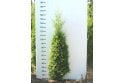 Western Red Cedar - 5 year plant