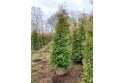 Western Red Cedar - 7 year plant