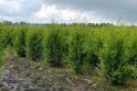 Western Red Cedar - 6 year plant