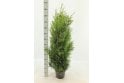 Western Red Cedar - 10 litre