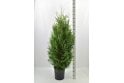 Western Red Cedar - 10 litre
