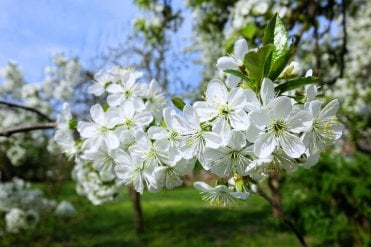 the cherries on a Prunus avium hedging plant