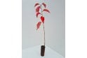 Wild Cherry cell grown