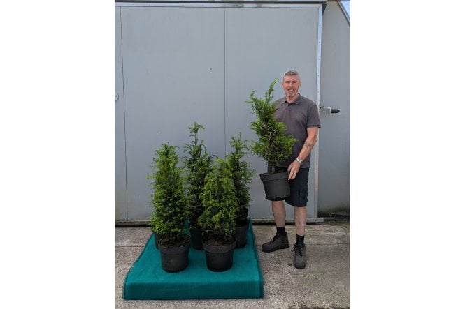 Yew - 10 litre