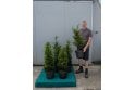 Yew - 10 litre