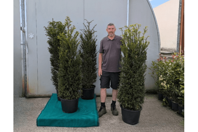 Yew - 25 litre