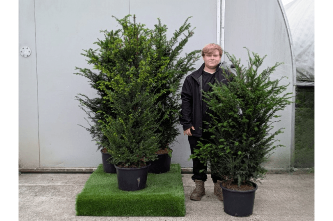 Yew - 20 litre