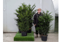 Yew - 20 litre