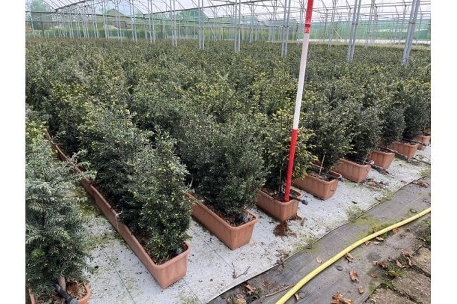 Yew - 1m long trough