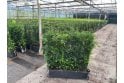 Yew - 1m long trough