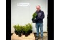 Yew - 2 litre pot