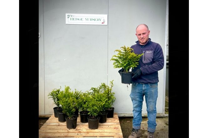 Yew - 2 litre