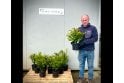Yew - 2 litre