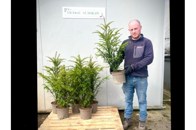 Yew - 5 litre