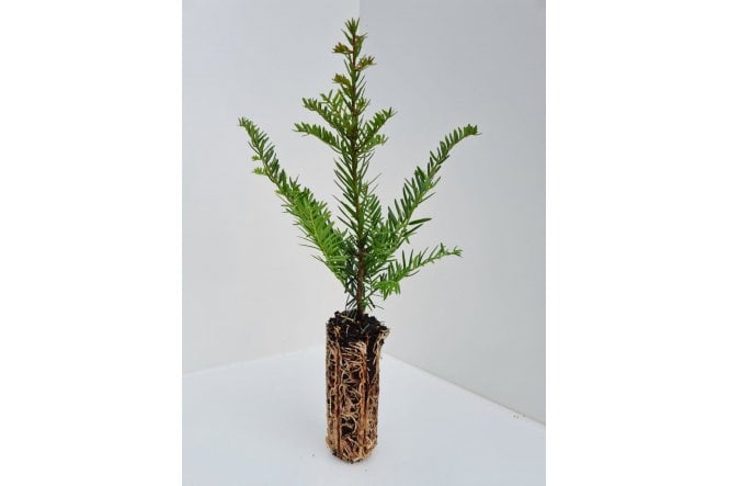 Yew - cell grown