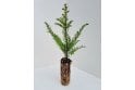 Yew - cell grown