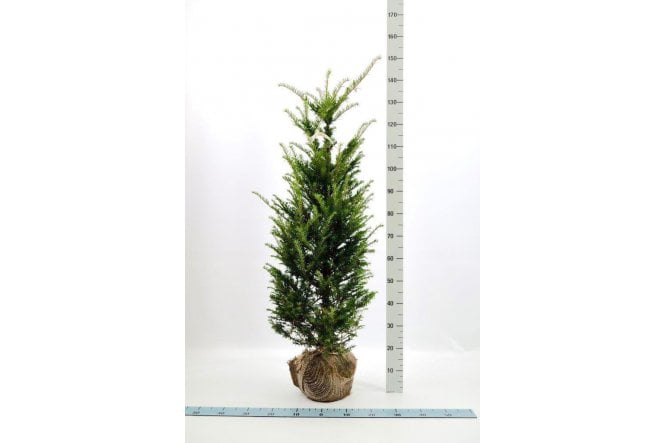 Yew - 8 year plant