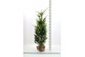 Yew - 8 year plant