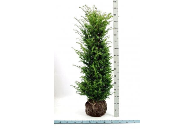Yew - 9 year plant