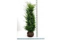 Yew - 9 year plant