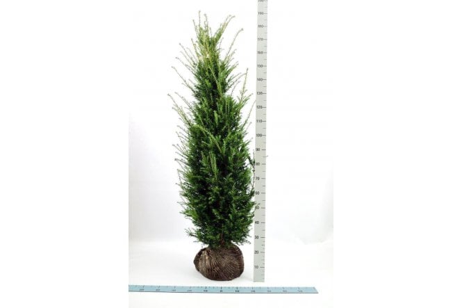 Yew - 10 year plant
