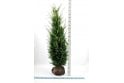 Yew - 10 year plant
