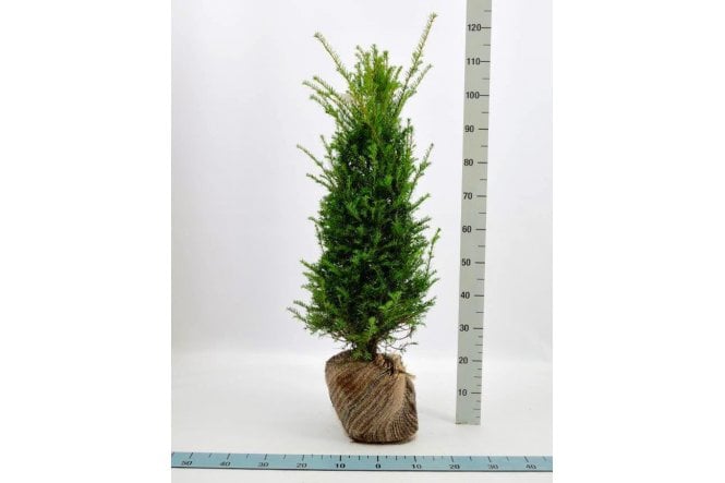 Yew - 7 year plant