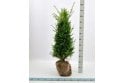 Yew - 7 year plant